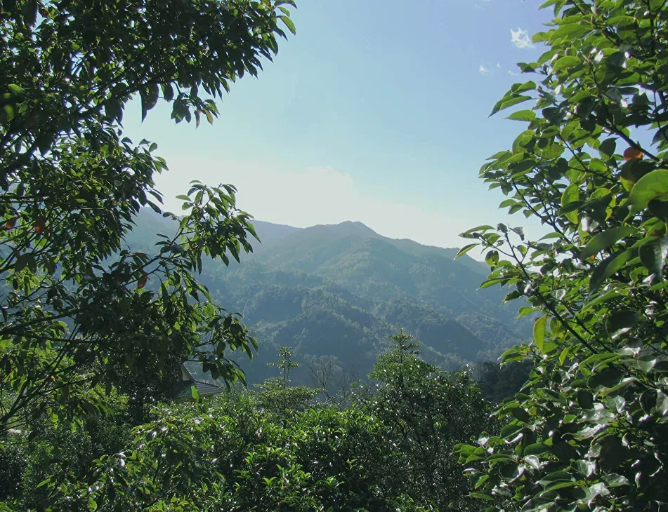 Чайные деревья Биндао