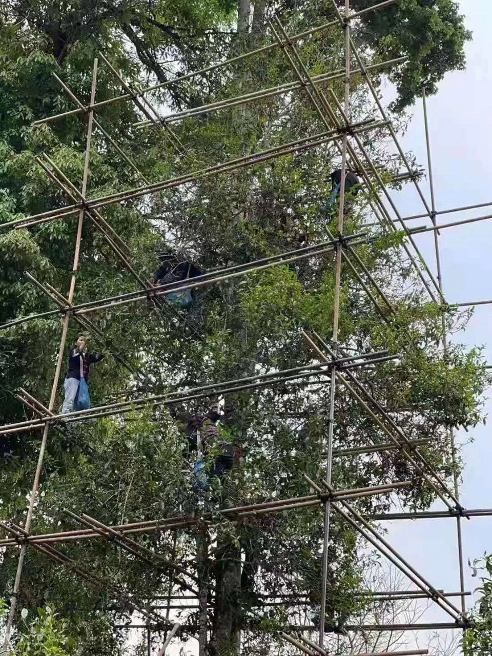 Высокое чайное дерево Лаобанджана с бамбуковыми лесами для сбора